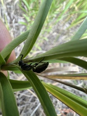 Tiphiinae