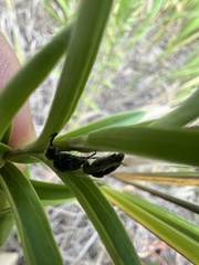 Tiphiinae