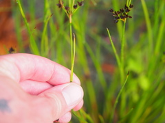 Juncus articulatus