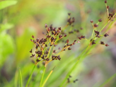 Juncus articulatus