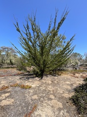 Cupressus