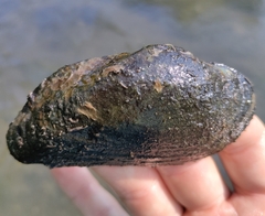 Alasmidonta marginata