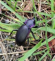 Carabus violaceus