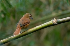 Tachyphonus coronatus