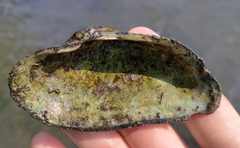 Alasmidonta marginata