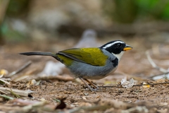 Arremon semitorquatus