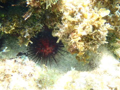 Echinometra lucunter