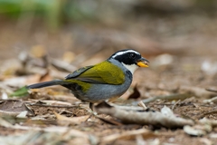 Arremon semitorquatus
