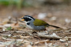 Arremon semitorquatus