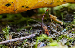 Orchesella flavescens