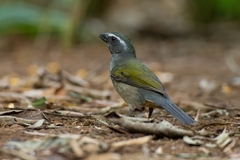 Saltator similis