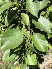 Alnus maximowiczii