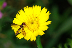 Fazia micrura