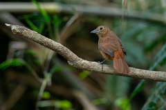 Tachyphonus coronatus