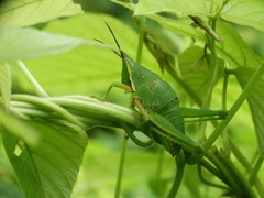 Sphenarium