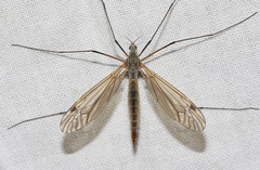 Tipula pabulina