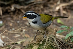 Arremon semitorquatus
