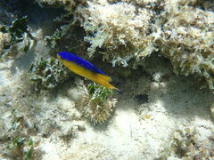 Stegastes leucostictus