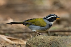 Arremon semitorquatus