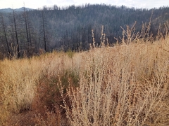 Malacothamnus arcuatus