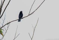 Sporophila angolensis