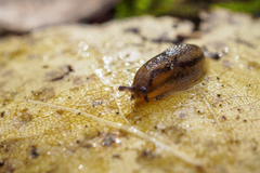 Arion hortensis