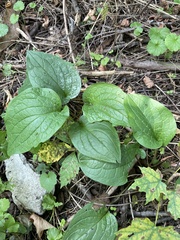 Smilax ecirrhata
