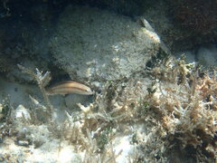 Halichoeres bivittatus