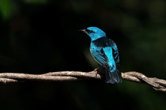 Dacnis cayana