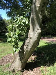Alnus maximowiczii
