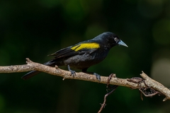 Cacicus chrysopterus