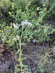 Pseudognaphalium macounii