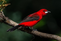 Ramphocelus bresilius