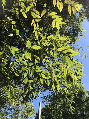 Chinese Coffeetree (Gymnocladus chinensis) · iNaturalist