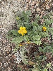 Potentilla breweri