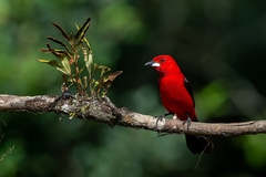 Ramphocelus bresilius