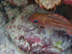 Neoniphon vexillarium