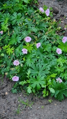 Geranium pratense