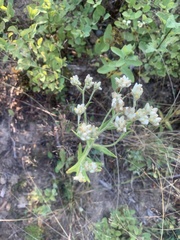 Pseudognaphalium macounii