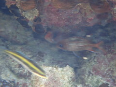 Neoniphon vexillarium