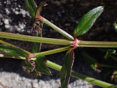 Opercularia aspera