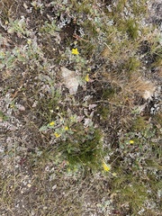 Potentilla breweri
