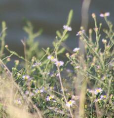 Symphyotrichum divaricatum