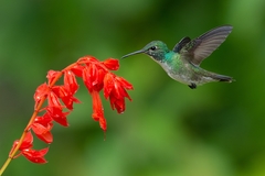 Chrysuronia versicolor