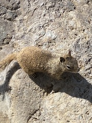 Otospermophilus beecheyi