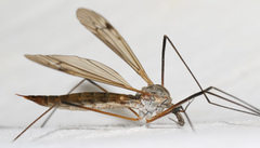 Tipula pabulina