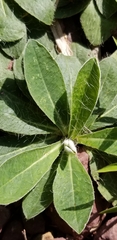 Pilosella officinarum