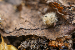 Metatrichia vesparium