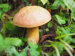 Suillellus