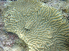 Pseudodiploria clivosa